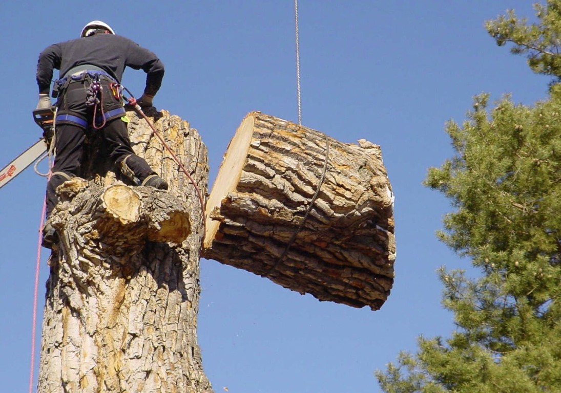Professional crane-assisted tree removal service in Porterville, CA