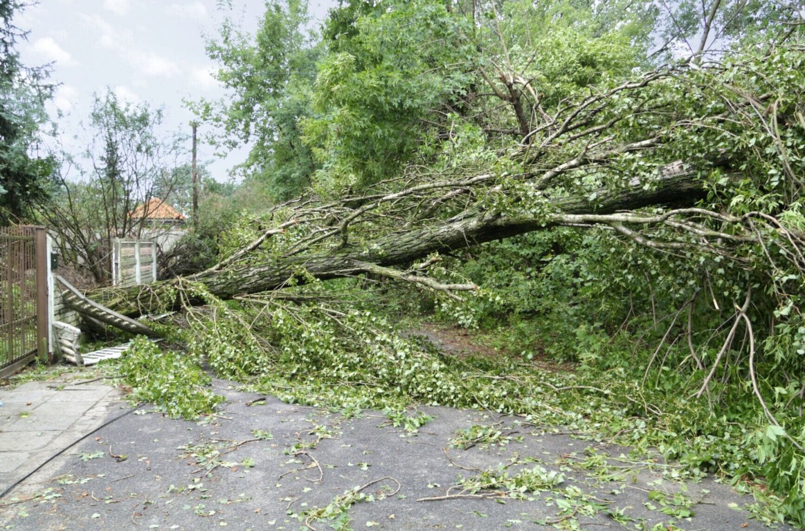 Fallen tree blocking residential driveway in Porterville, CA requiring emergency tree removal