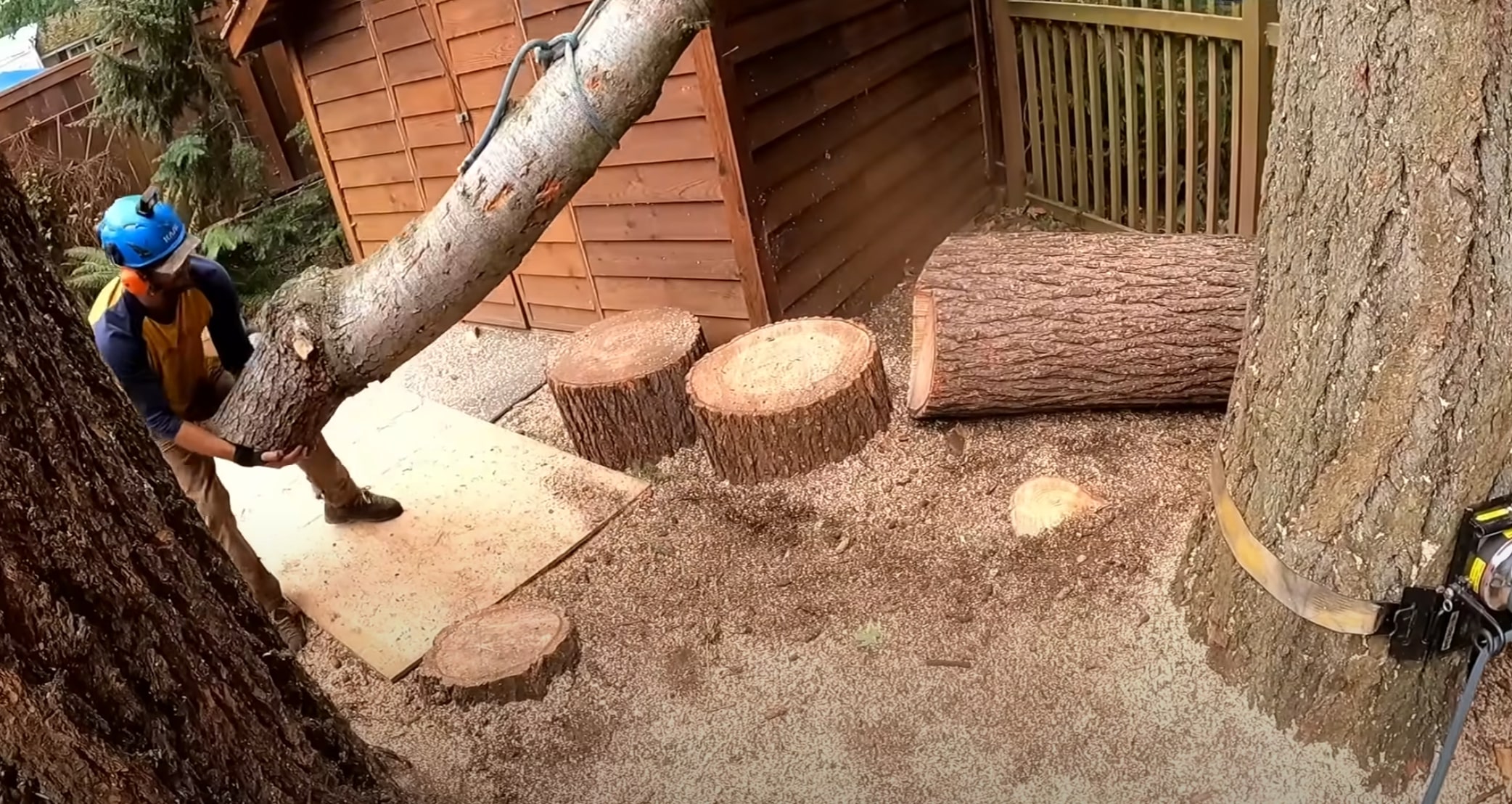 Complete tree removal service in residential backyard in Porterville, CA