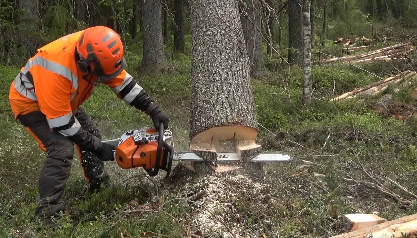 Professional tree service crew removing large tree in Porterville, CA